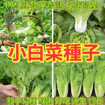 小白菜種子 快菜 青江菜 油菜 湯匙菜 家庭菜園 快速採收 陽台蔬菜 四季盆栽種菜 耐熱品種 夏季蔬菜灑播蔬菜 短期葉菜