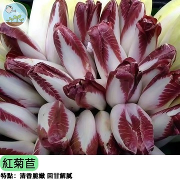 🥗【生菜界紅寶石】紅菊苣種子 義大利苦菜 沙拉高級食材 陽台盆栽可種 紫色系蔬菜 抗氧化 養生自種 四季播種新手好養