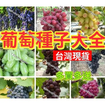 現貨🌱蝦皮熱銷💥葡萄種子（50粒）四季種植 多款葡萄種子 黑加侖巨峰葡萄金手指陽光玫瑰葡萄種子南北方庭院陽台種植