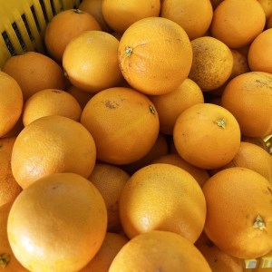 ネーブルオレンジ 国産オレンジ 2kg