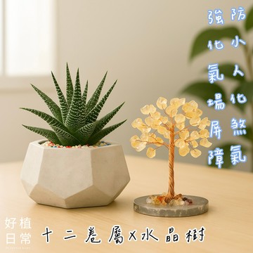【好植日常】｜好植日常｜送禮綠植水晶樹兩件組｜多肉十二卷屬 × 水晶樹- 防小人、化煞氣，強化日常氣場屏障
