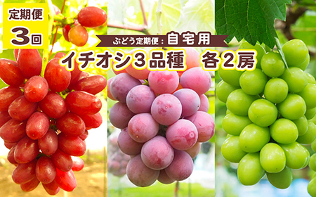 ＜令和6年夏発送・数量限定＞イチオシ3品種　各2房