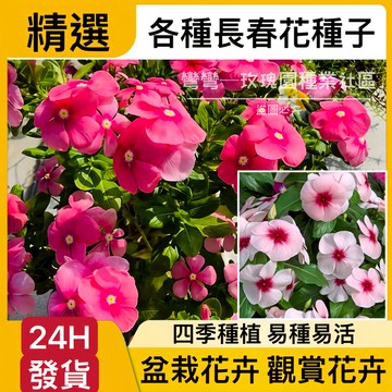 現貨 長春花種子（250粒）四季種植 多年生 報春花種子 日日春花籽 四季播種 耐寒耐熱種植 四季陽臺庭院盆栽 花卉植物