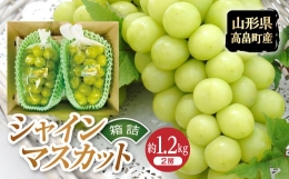 《先行予約》令和6年産 山形県 高畠町 シャインマスカット 箱詰 約1.2kg(2房) 2024年9月下旬から順次発送 ぶどう ブドウ 葡萄 マスカット 大粒 種なし 高級 くだもの 果物 フルーツ 秋果実 産地直送 農家直送 数量限定 贈答 ギフト F20B-723