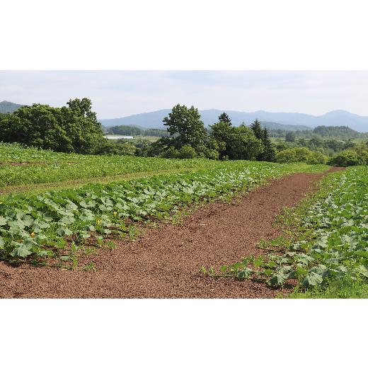 ふるさと納税 北海道 赤井川村 甘くてほこほこ！関野農場の有機かぼちゃ（北海道赤井川村産）