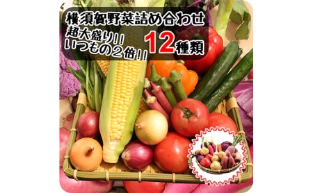 野菜セット 横須賀産 厳選 野菜 大盛り 12種 詰め合わせ 大満足 セット