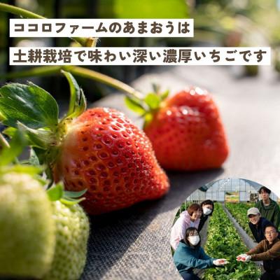 ふるさと納税 豊前市 2024年1月発送開始　こだわりの濃厚あまおう　285g×2パック