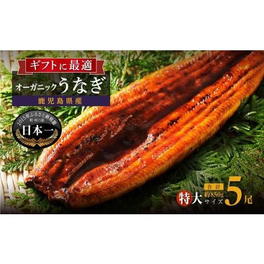 ふるさと納税 鹿児島県 大崎町 泰正オーガニックうなぎ蒲焼　特大5尾