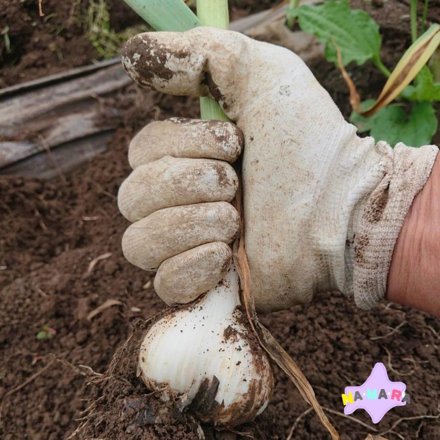 北海道内発送用　野村さんちのニンニク　１kg