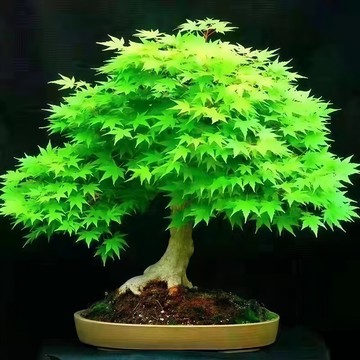 青禾園藝-台北青楓種子FS-9 綠色楓樹種子四季易種禪意綠植盆景室內外觀賞種子盆栽觀葉植物種子