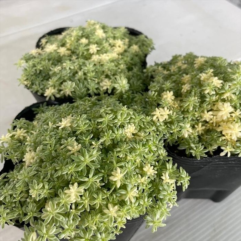 多肉植物 seセダム ミルクゥージ 多肉植物 セダム 9cmポット | LINE ...