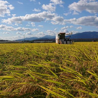 ふるさと納税 神戸町 岐阜県神戸町:農家直送!岐阜ハツシモ　白米　5kg