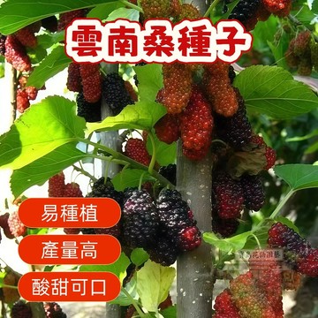 ⛅️現貨【桑葚種子】雲南桑葚種子易種植 酸甜可口 營養豐富 水果種子 盆栽果樹 庭院花園種植 四季播種