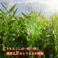 ≪先行予約≫朝どれスイートコーン12本 4kg以上 （2L～3L）