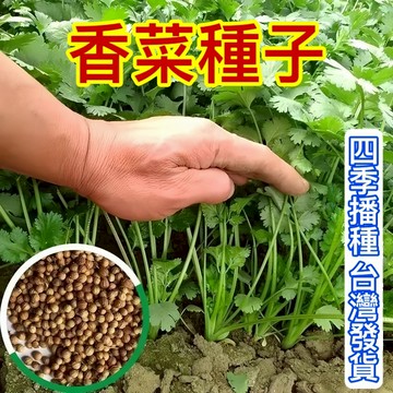 台灣發貨-蝦皮熱銷 速生香菜種子（500粒）三天出芽  農家大葉香菜 耐抽薹芫荽種子 火鍋必備  四季播種 耐熱蔬菜種子
