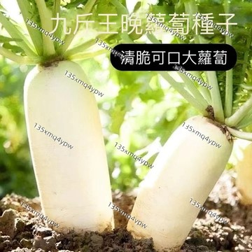 台灣現貨 九斤王蘿蔔（250）四季高產 特大型蘿蔔種子 白蘿蔔 白玉蘿蔔 種籽 四季種植耐寒農家 蔬菜種子