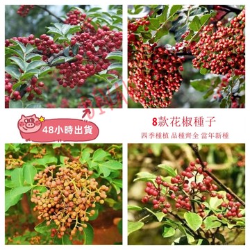 12h出貨 花椒（20粒）大紅袍花椒種子散裝九葉青花椒高產花椒種子無刺花椒庭院菜園蔬菜香料種子新手種植
