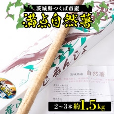 満点自然薯　約1.5kg化粧箱入り(2～3本入)