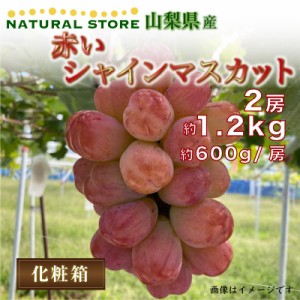 [最短順次発送]  赤い シャインマスカット 計約1.2kg 2房 約600g 1房 山梨県夏ギフト 夏ギフト お中元 御中元