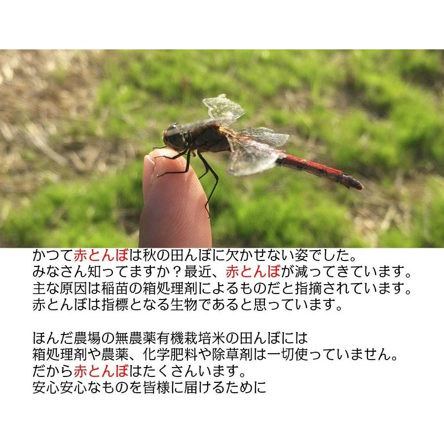 令和5年産新米 無農薬 有機米 コシヒカリ食用玄米 ３０ｋｇ  JAS認定 土の詩 JAS認証お米 自然農法