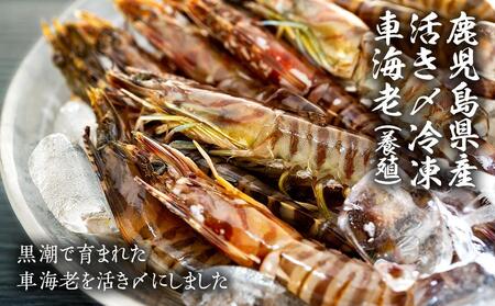 活き〆冷凍 車海老 LLサイズ(12尾) 300g  鹿児島県産 (養殖)