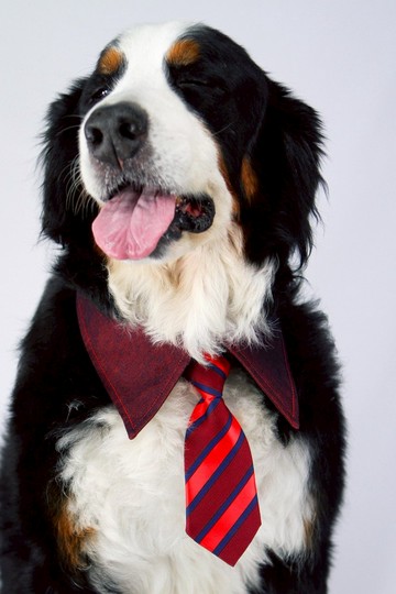 寵物單面襯衫領- 橘紅OR (4XL/5XL/6XL)