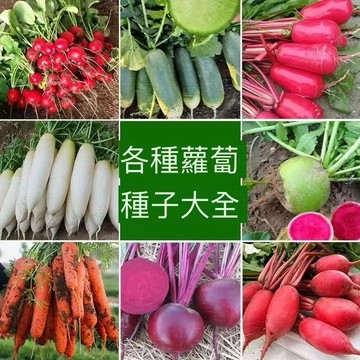 12h出貨 蘿蔔種子大全（50粒） 迷你蘿蔔滿堂紅心裡美手指櫻桃胡蘿蔔拇指水果蘿蔔種子四季耐熱耐高溫甜脆多汁蔬菜種子