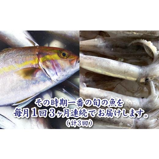 ふるさと納税 高知県 田野町 〜海の幸〜旬の朝どれ鮮魚セット カネアリ水産の鮮魚定期便３ヶ月 季節 四季 旬 春 夏 秋 冬 鮮魚 カ…