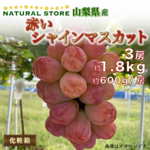 [最短順次発送]  赤い シャインマスカット 計約1.8kg 3房 約600g 1房 山梨県夏ギフト 夏ギフト お中元 御中元