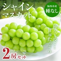 兵庫県産 シャインマスカット 2房セット（約1.2～1.5kg）種無し 皮ごと 大粒 農家直送 数量限定