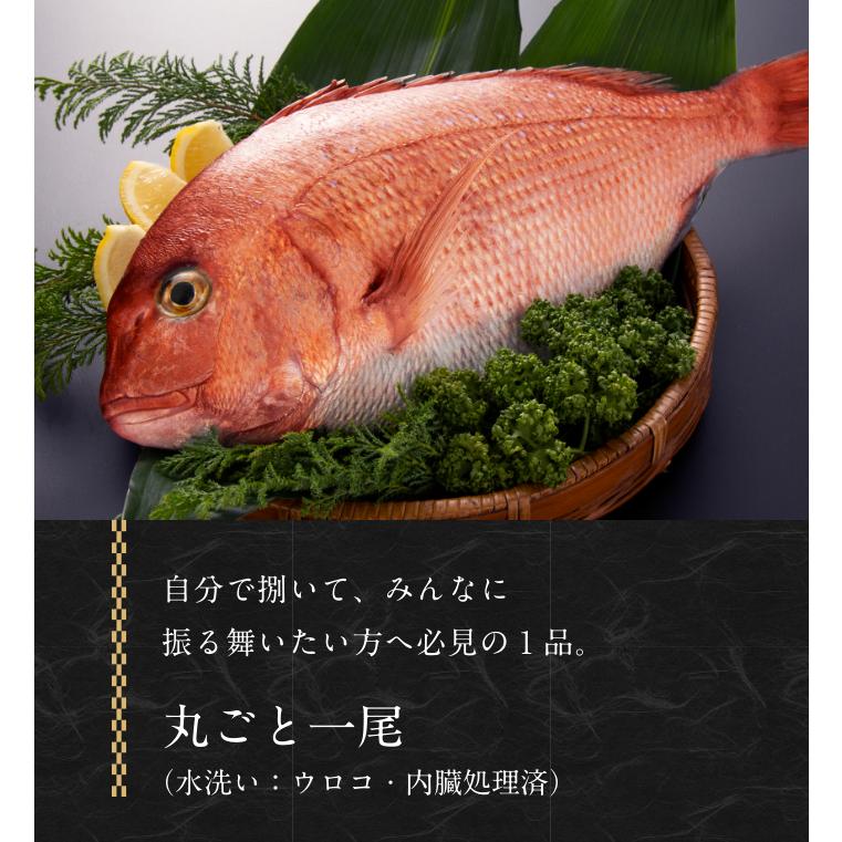 ＜送料無料＞正月用祝い鯛　１kg〜1.2kg　塩焼も◎刺身用