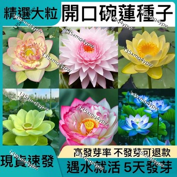 💥台灣發貨💥【精選碗蓮種子】 睡蓮種子 7天100%發芽 已開口 46款稀有珍貴碗蓮 微蓮荷花 蓮花 盆栽碗蓮 水培花卉