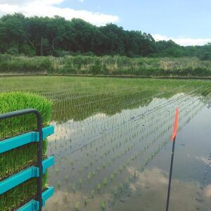 ふるさと納税 栃木市岩舟町産ミルキークイーン5kg米　新米　玄米　ミルキー　農家直送　産地直送 栃木県栃木市