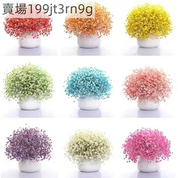 現貨 滿天星種子（500粒）四季種植 爆盆花卉種子 易爆盆四季種易活開花不斷 觀賞花卉種子 室內陽臺盆栽種子