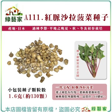 【綠藝家】A111.紅脈沙拉菠菜種子1.6克(約130顆) 紫莖沙拉菠菜種子 品質佳 口感好 葉厚