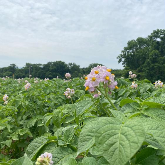 野菜 じゃがいも (2)キタアカリ Ｌサイズ 5キロ じゃがいも 北海道 産地直送