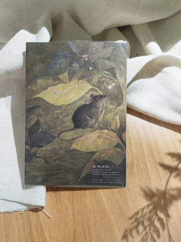 臺灣森鼠-臺灣特有動物系列-特有種 台灣 明信片