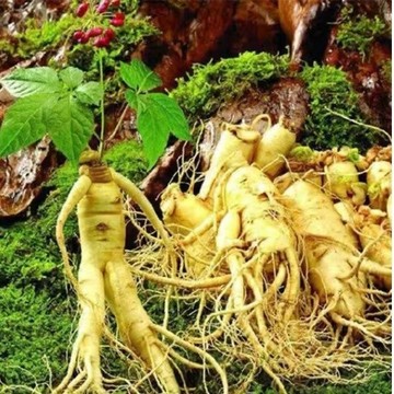 台灣現貨🔥野山參人參種子｜名貴中藥材 可留種有機種籽 高達 99% 成活率園藝種子