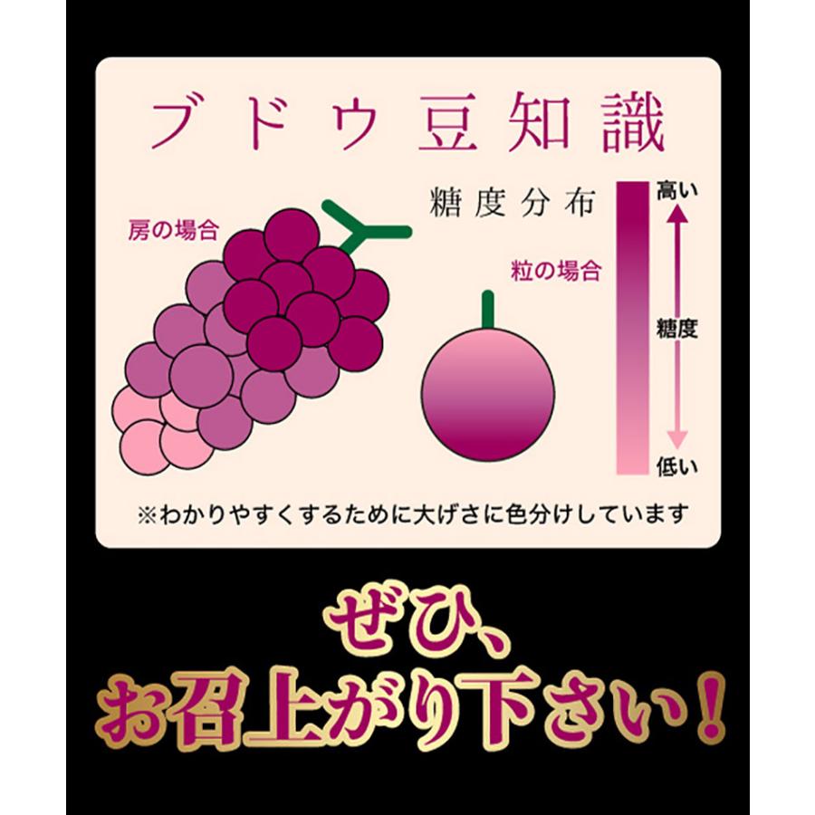 2024年分予約 岡山産 ぶどう ピオーネ 1kg 2房 赤秀 化粧箱入 贈答用 特選品 ブドウ 葡萄 産地直送 SSS