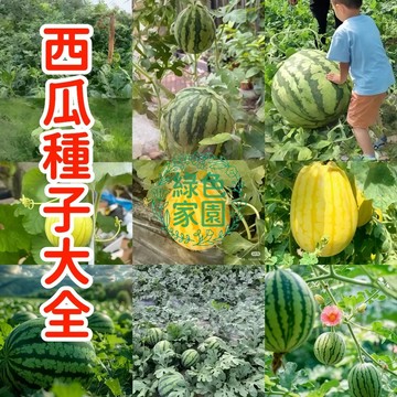 現貨現發【超多品種西瓜種子】 汁紅肉  果實碩大  家庭園藝必備  陽台盆栽  田地皆宜  易栽種  高發芽率 限時優惠