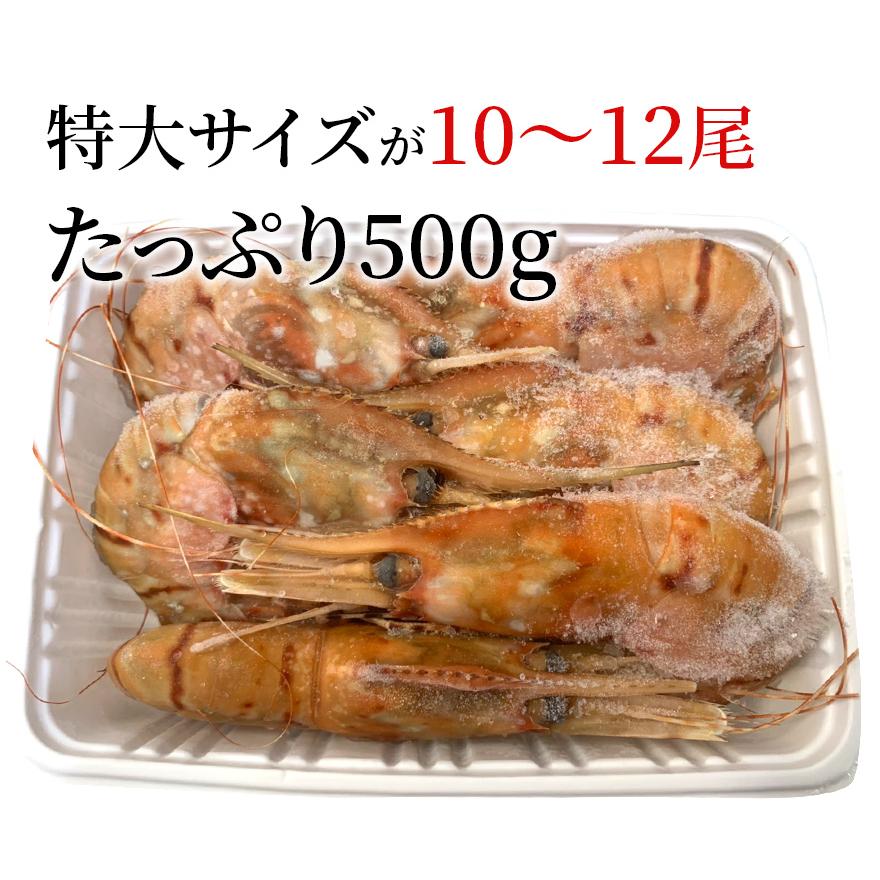 ぼたんえび 特大 海鮮 ギフト 10〜12匹 500g 冷凍 川村鮮魚店 エビ ボタンエビ   2023 プレゼント ギフト