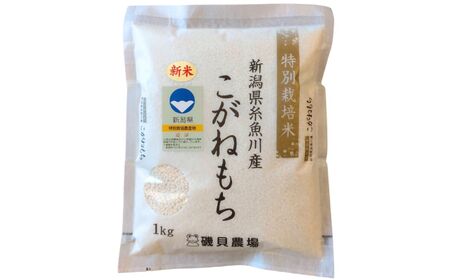 新潟県産特別栽培米『こがねもち』1kg 令和5年産新米 ふっくらモチモチ！ 芳醇な甘い香り 磯貝農場