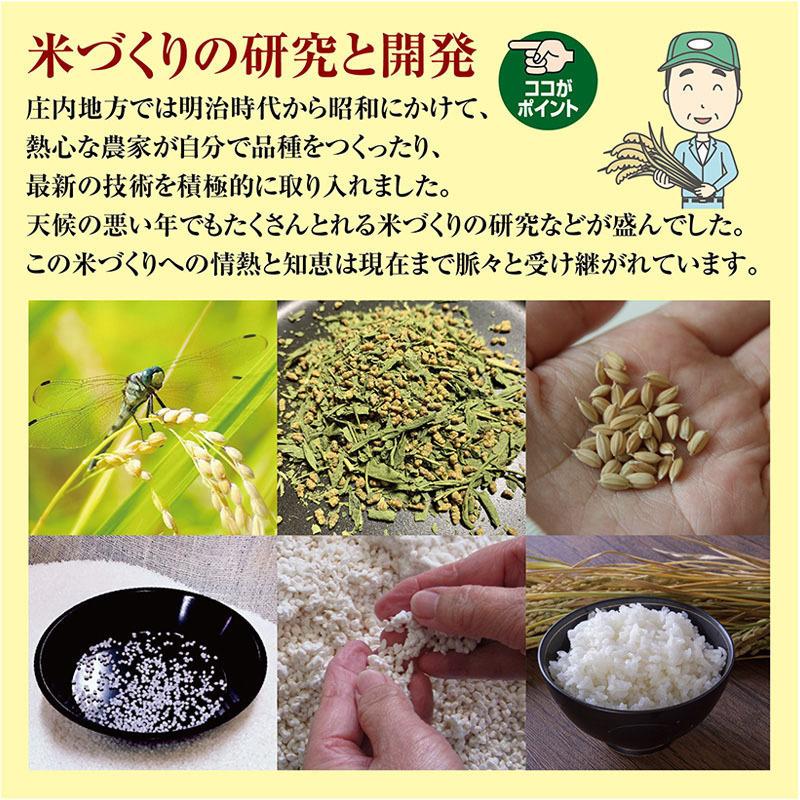 令和５年産 つや姫１０kg（５kg×２袋）山形県の米どころ庄内平野で育った庄内米 送料無料