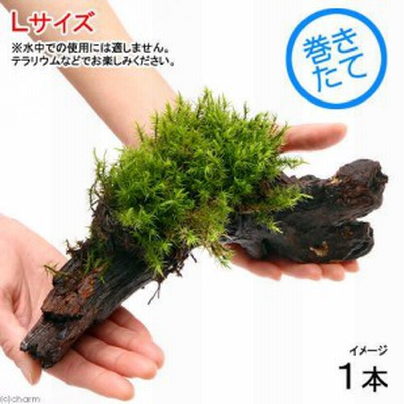 観葉植物 苔 テラ向け シッポゴケ付流木 ｌサイズ 約２５ｃｍ １本 通販 Lineポイント最大1 0 Get Lineショッピング