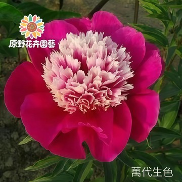 青禾園藝-萬代生色芍藥花種子 （SY-33）紅粉色係重辦濃香型多年生觀賞花卉耐熱大花型庭院陽台盆栽非牡丹四季種植#自留種