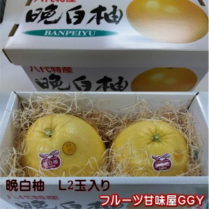 晩白柚　化粧箱　サイズ Ｌ　２玉入り　熊本産　80サイズ