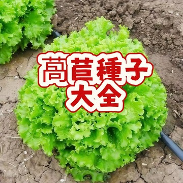 (萵苣種子大全）生菜 薄皮萵苣  營養豐富 脆爽可口  生長速度快 耐熱耐寒 四季可播  陽台庭院盆栽   新手易種植
