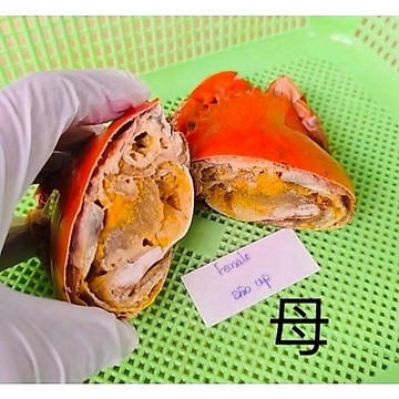 爆卵 紅蟳 螃蟹  200至230克 全家799免運 【8年級生鮮】