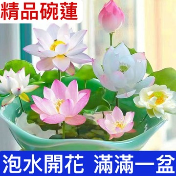 已開口【招財碗蓮種子】蓮花種子 睡蓮種子 48款稀有珍貴碗蓮 已開口碗蓮大全 四季播種 3天100%發芽