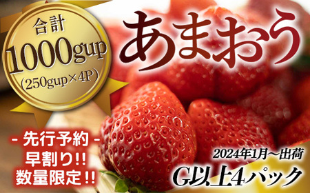 福岡県産 あまおうG以上 1000g（4パック） 先行予約 2024年1月～3月上旬にかけて順次発送予定 TY033